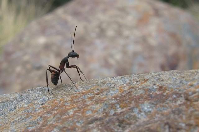 how ants find their way marathi