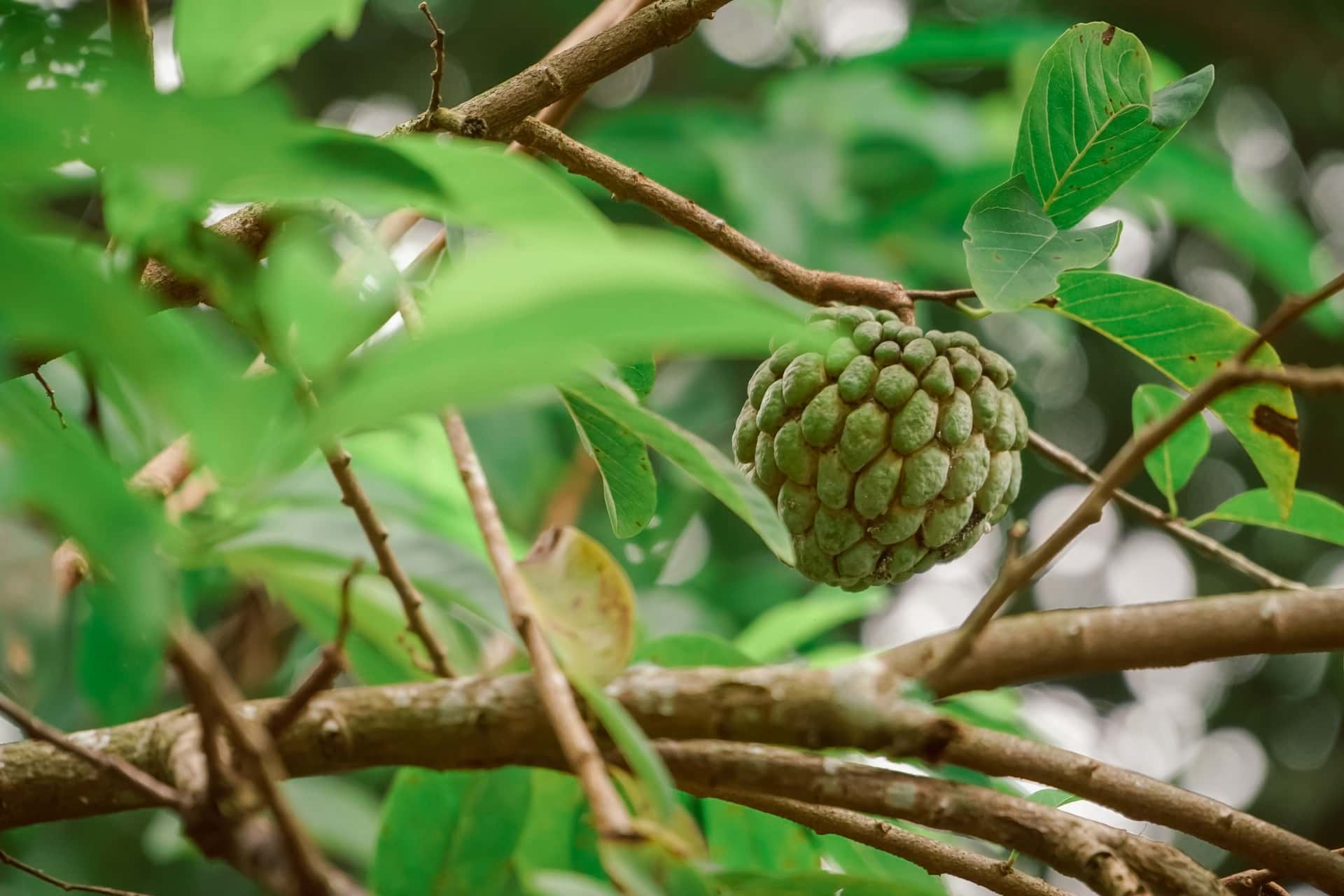 health benefits of custard apple marathi