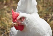 Broiler Chicken Side Effects in Marathi